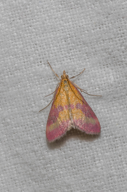Pyrausta sanguinalis/virginalis