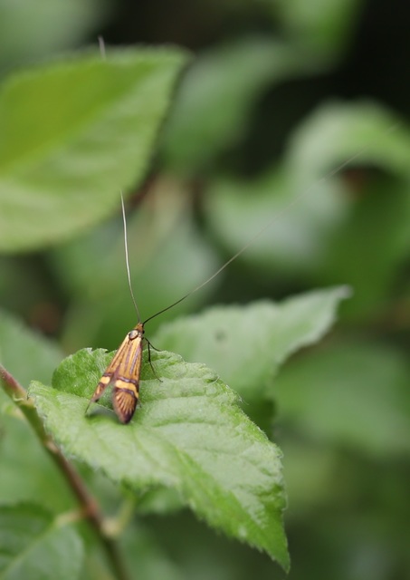 Nemophora degeerella - pompás tőrösmoly