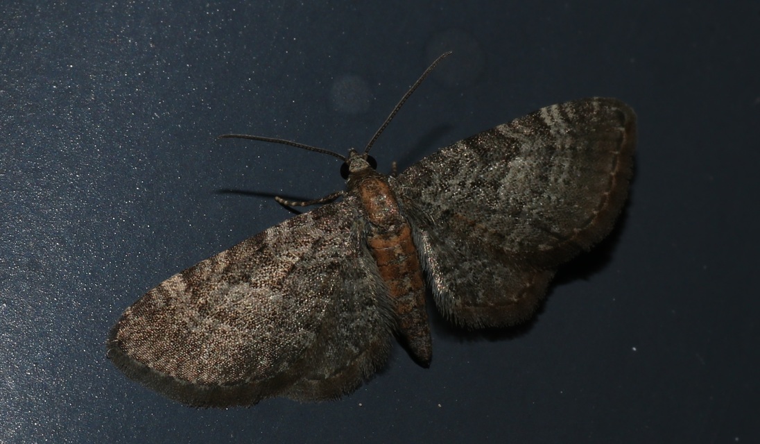 Eupithecia haworthiata - rozsdástestű törpearaszoló