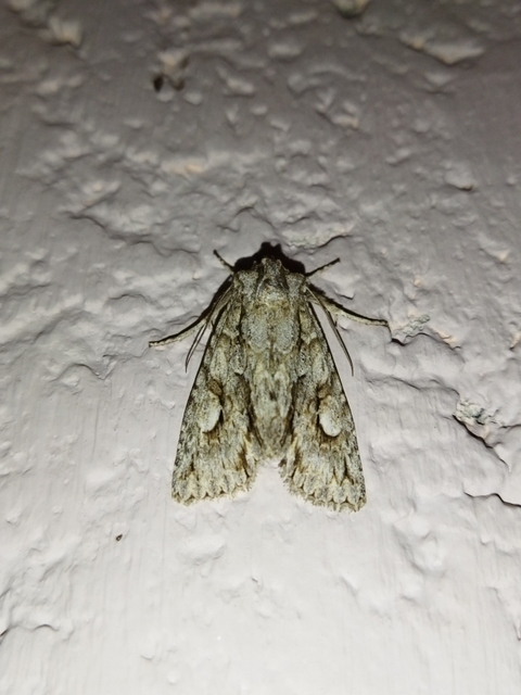 Meganephria bimaculosa - kétfoltos szilbagoly