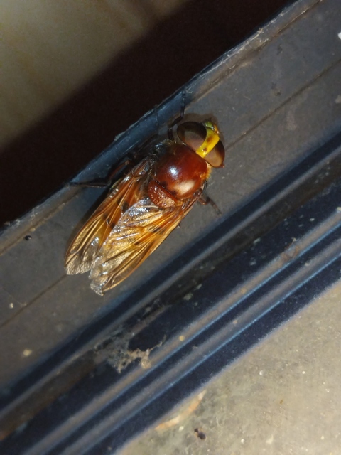 Volucella zonaria - kétöves pihelégy