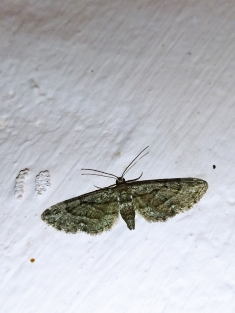 Eupithecia ericeata - feketefenyő-törpearaszoló