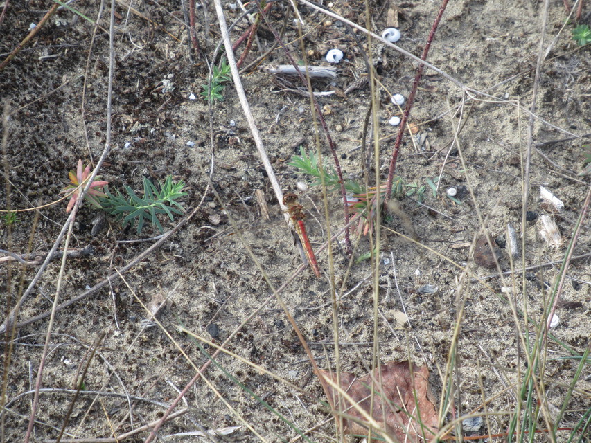 Sympetrum vulgatum - barkós katona-szitakötő