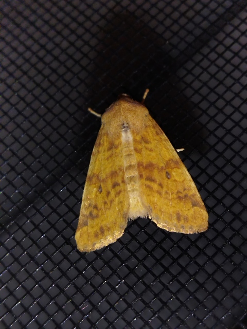 Cirrhia gilvago - foltos sárgabagoly