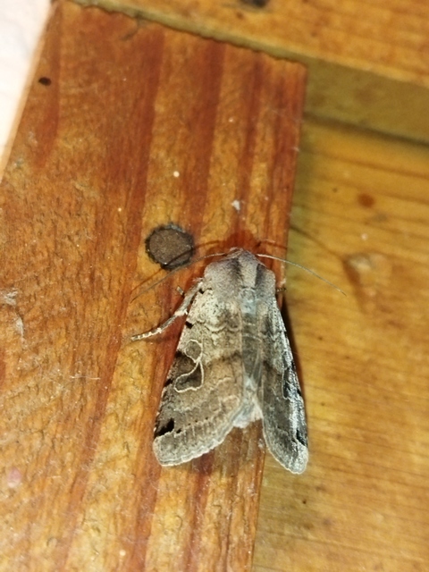 Anchoscelis litura - tarka őszibagoly