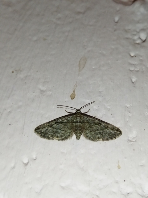 Eupithecia ericeata - feketefenyő-törpearaszoló
