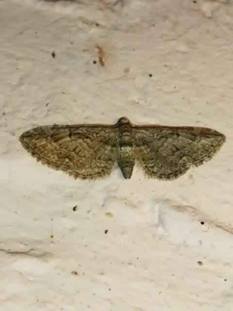 Eupithecia ericeata - feketefenyő-törpearaszoló