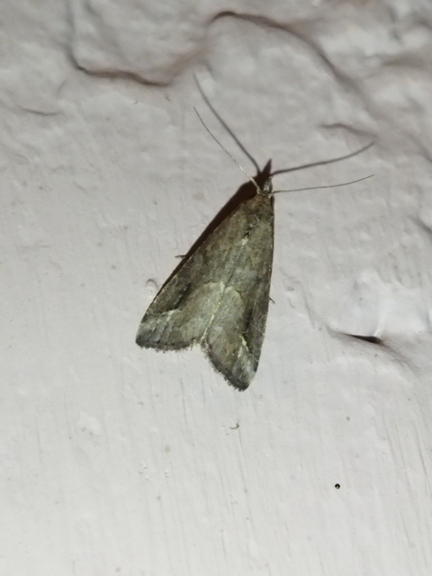 Schrankia costaestrigalis - keskenyszárnyú karcsúbagoly
