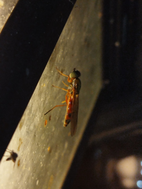 Sargus bipunctatus - kétpettyes fémeslégy