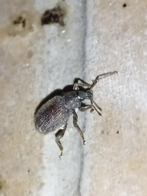 Otiorhynchus rugosostriatus - szamóca-gyalogormányos