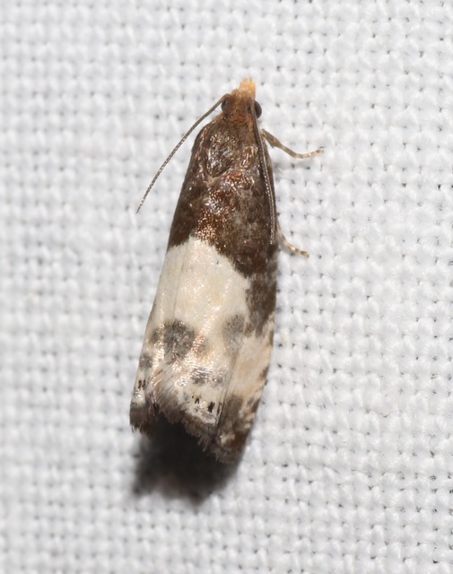 Notocelia cynosbatella - rózsahajtás-tükrösmoly