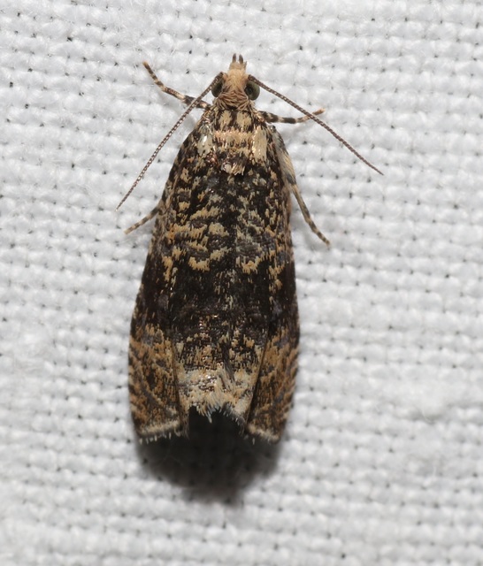 Celypha lacunana - vízparti tükrösmoly