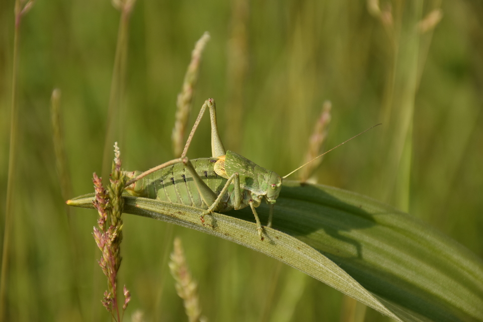 Polysarcus denticauda - fogasfarkú szöcske