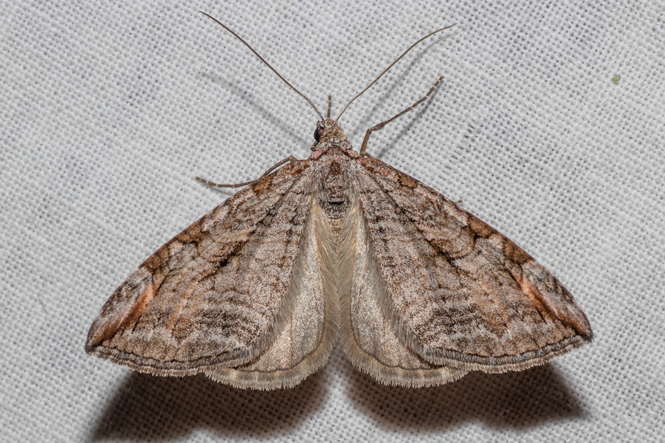 Aplocera efformata/plagiata
