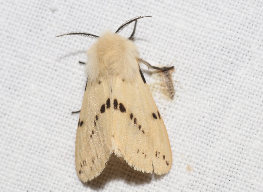 Spilarctia lutea - sárgás medvelepke