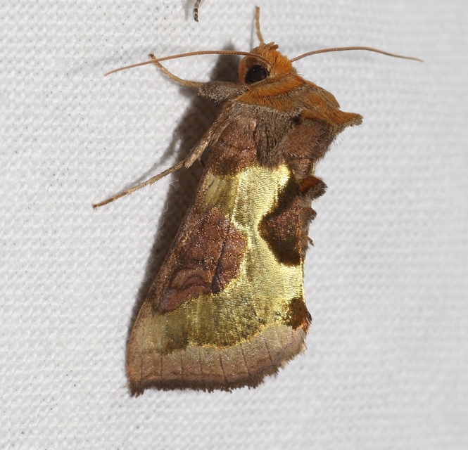 Diachrysia chrysitis/stenochrysis
