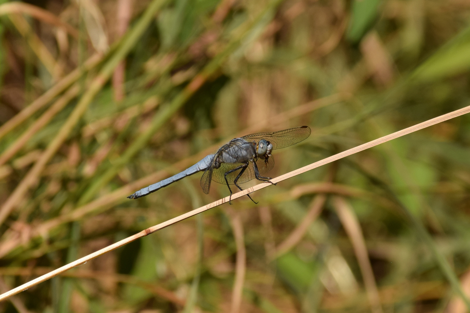 Orthetrum brunneum - pataki pásztorszitakötő