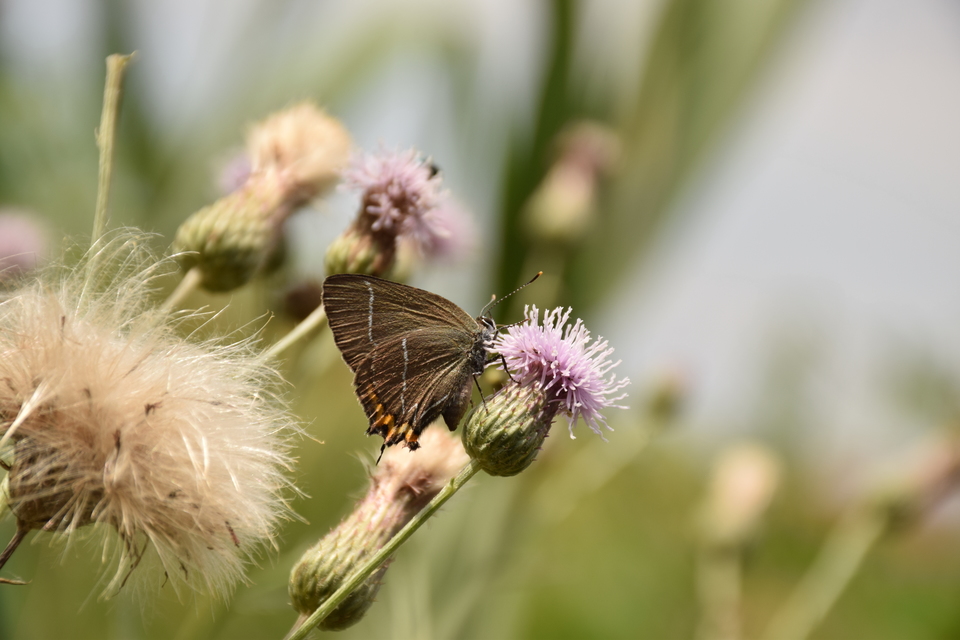 Satyrium w-album - szilfa-csücsköslepke