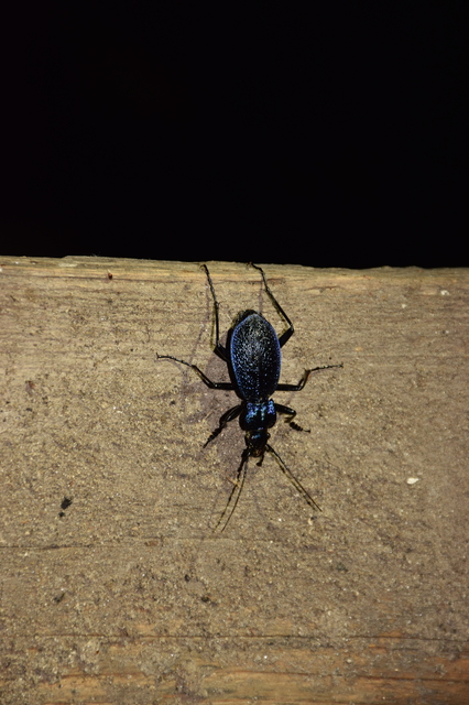 Carabus intricatus - kék laposfutrinka