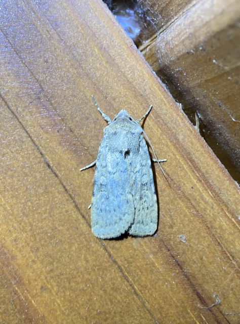 Rhyacia simulans - hamvas földibagoly