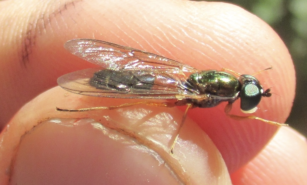 Sargus bipunctatus - kétpettyes fémeslégy