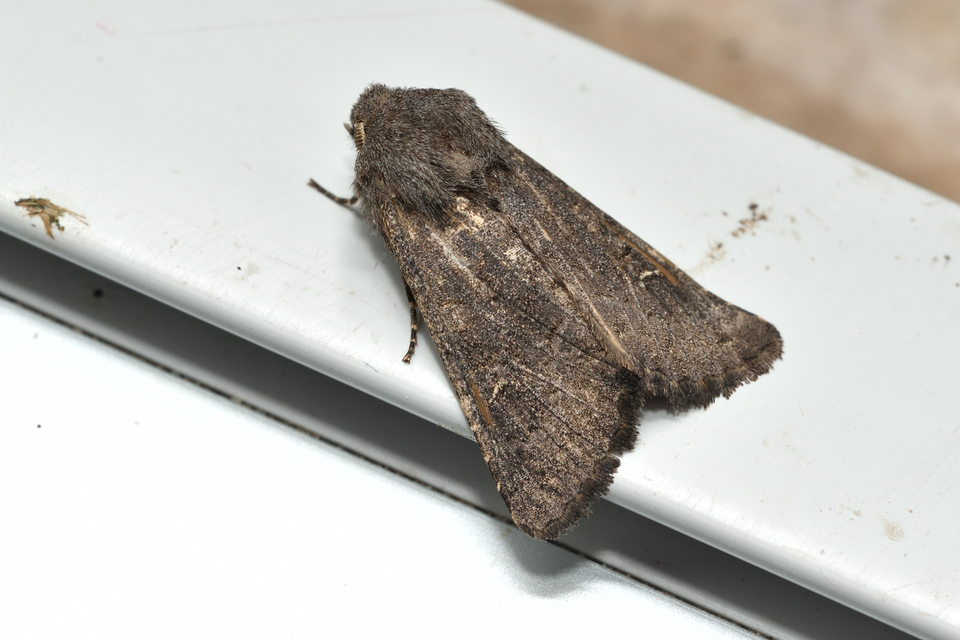 Aporophyla lutulenta - sziki őszibagoly