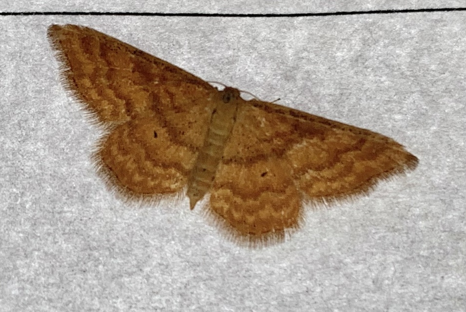 Idaea serpentata - kis sávosaraszoló