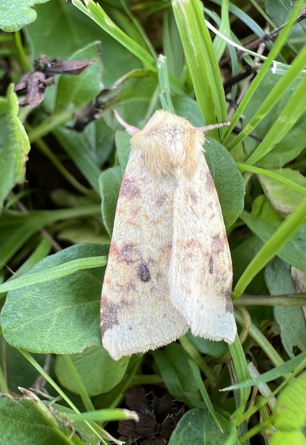 Cirrhia icteritia - nyárfa-sárgabagoly