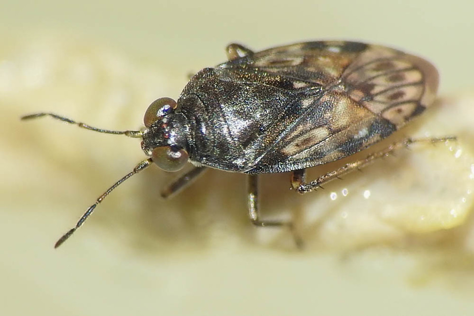 Saldidae - partipoloskák