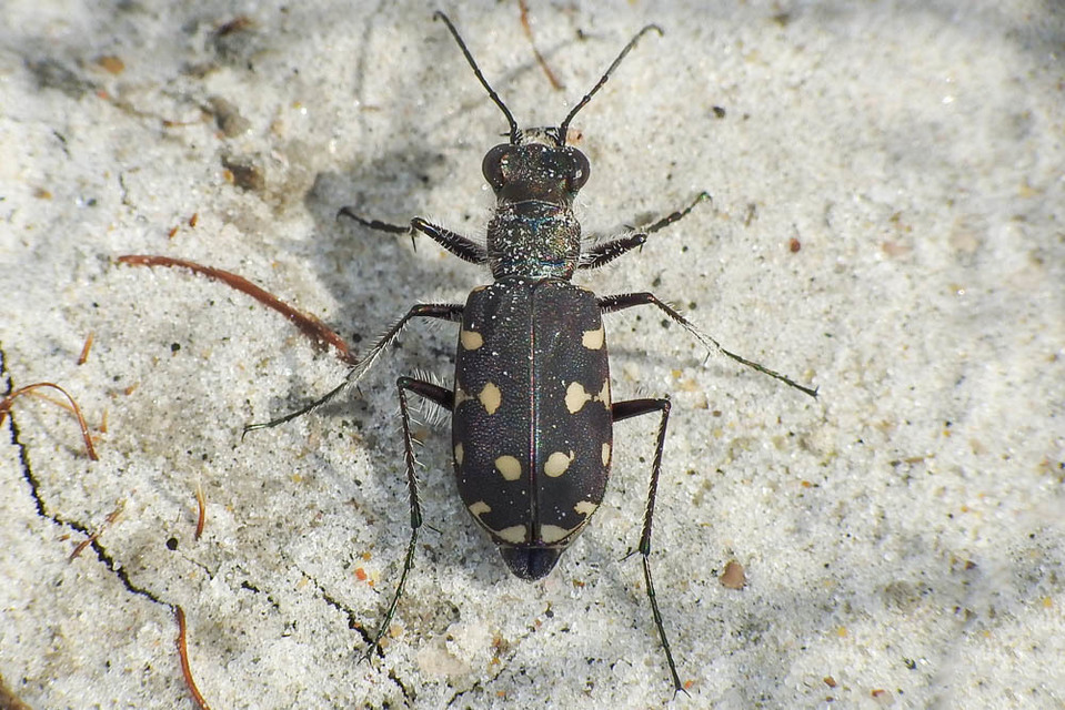 Calomera littoralis nemoralis - sziki homokfutrinka