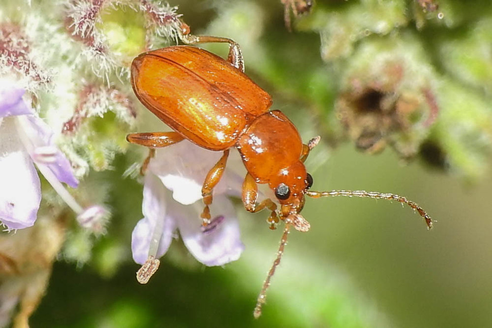 Neocrepidodera