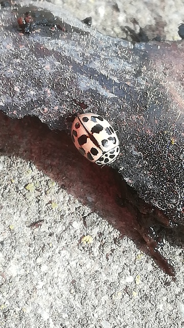 Oenopia conglobata - rózsás katica
