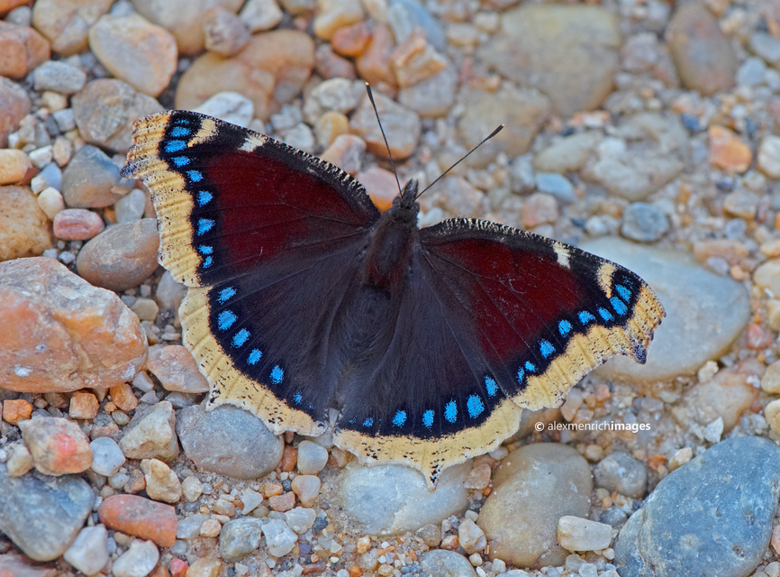 Nymphalis antiopa - gyászlepke
