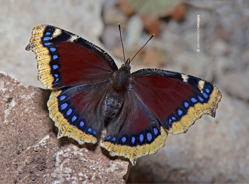 Nymphalis antiopa - gyászlepke