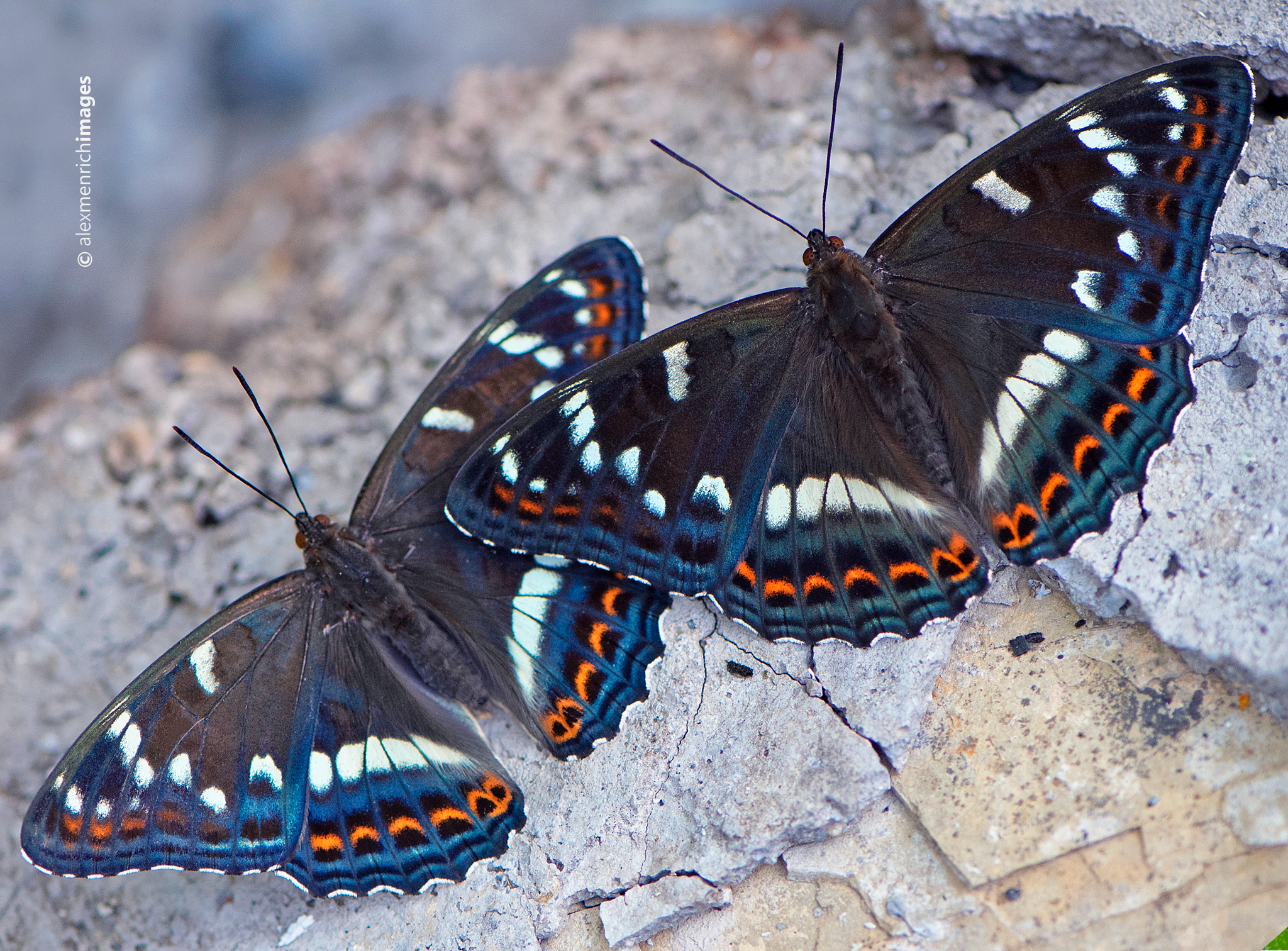 Limenitis populi - nagy nyárfalepke