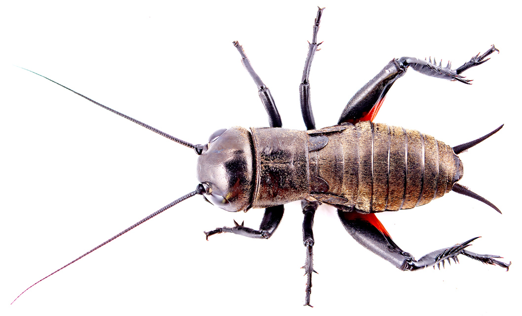 Gryllus campestris - mezei tücsök