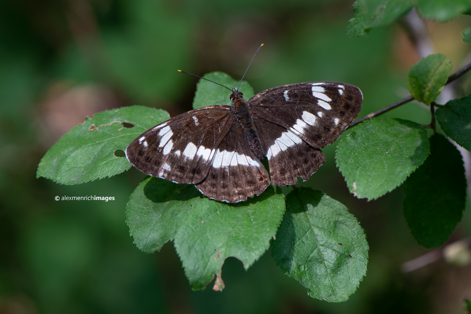 Limenitis camilla - kis lonclepke