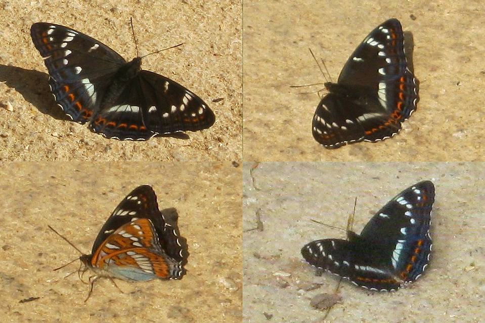 Limenitis populi - nagy nyárfalepke