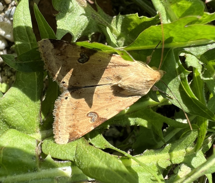 Heliothis peltigera - nagy veteménybagoly