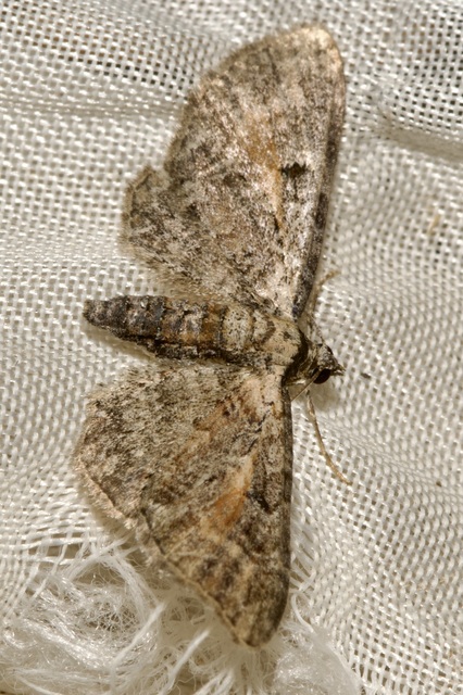 Eupithecia icterata - rozsdafoltos törpearaszoló