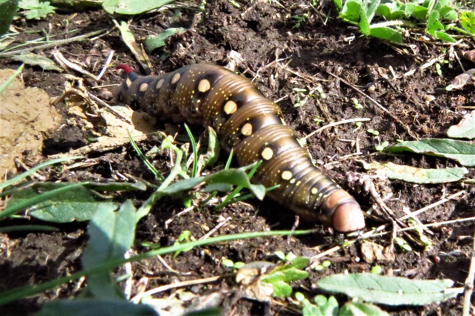Hyles gallii - galajszender