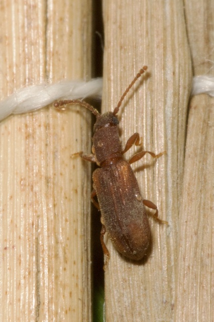Silvanidae - fogasnyakúlapbogár-félék