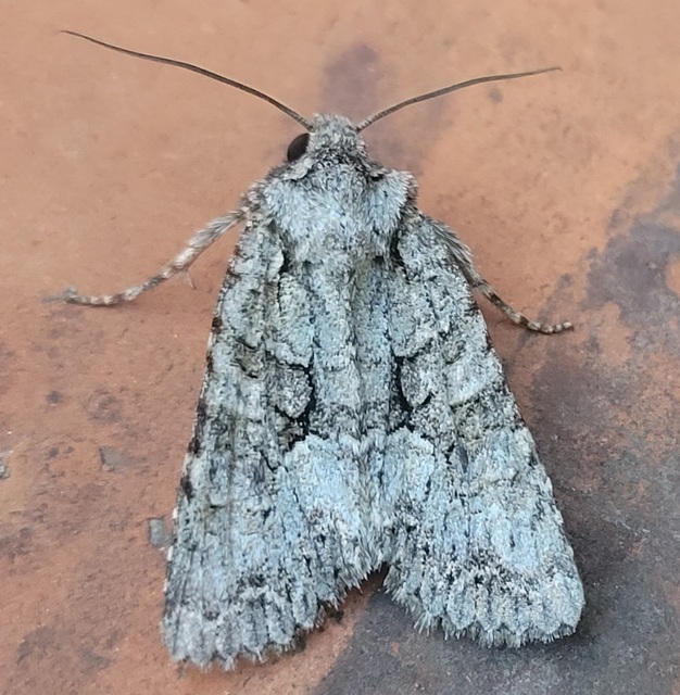Dryobotodes monochroma - szürke tölgybagoly