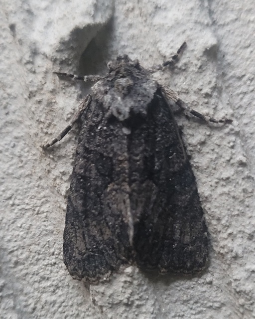 Dryobotodes monochroma - szürke tölgybagoly