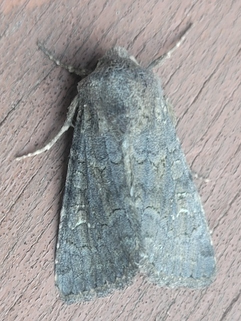 Aporophyla lutulenta - sziki őszibagoly