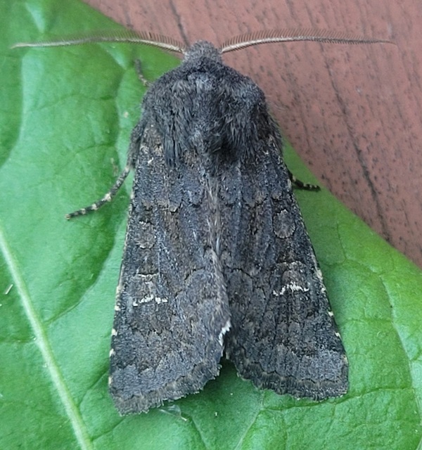 Aporophyla lutulenta - sziki őszibagoly