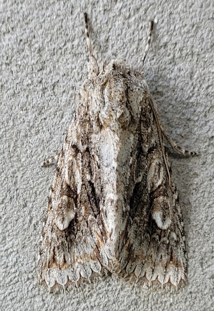 Meganephria bimaculosa - kétfoltos szilbagoly