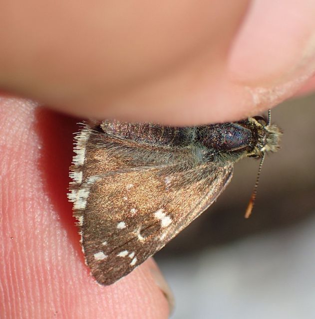 Pyrgus serratulae - homályos busalepke