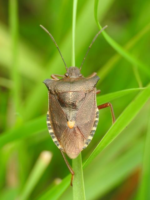 Pentatoma rufipes - vöröslábú címerespoloska Pentatoma rufipes - vöröslábú címerespoloska