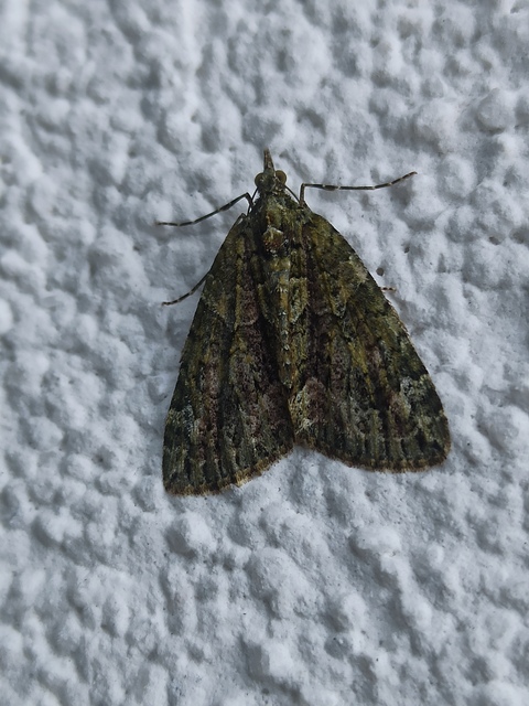 Chloroclysta siterata - salátazöld araszoló